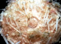 福氏鋸海膽藏品圖，第3張