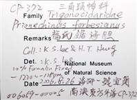 福氏鋸海膽藏品圖，第6張