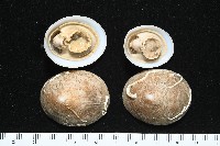 尖頂梳齒笠螺藏品圖，第5張