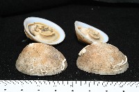 尖頂梳齒笠螺藏品圖，第6張