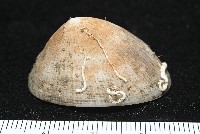 尖頂梳齒笠螺藏品圖，第7張
