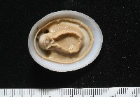 尖頂梳齒笠螺藏品圖，第8張