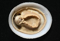 尖頂梳齒笠螺藏品圖，第9張