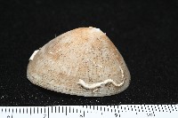 尖頂梳齒笠螺藏品圖，第10張