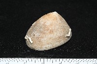 尖頂梳齒笠螺藏品圖，第11張