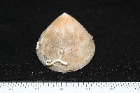 尖頂梳齒笠螺藏品圖，第12張