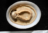 尖頂梳齒笠螺藏品圖，第15張