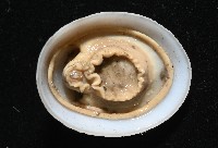 尖頂梳齒笠螺藏品圖，第16張