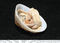 尖頂梳齒笠螺藏品圖，第17張