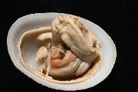 尖頂梳齒笠螺藏品圖，第18張