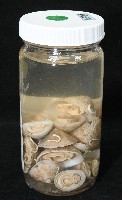 尖頂梳齒笠螺藏品圖，第19張