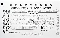 尖頂梳齒笠螺藏品圖，第20張