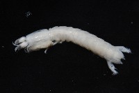 刺龍脊大沽氏蝦蛄藏品圖，第4張