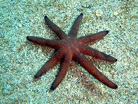 呂宋棘海星藏品圖，第1張