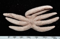 呂宋棘海星藏品圖，第2張