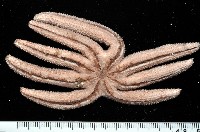 呂宋棘海星藏品圖，第3張