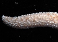 呂宋棘海星藏品圖，第4張