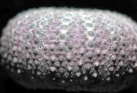 紫叢海膽藏品圖，第3張