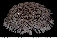默氏笠海膽藏品圖，第3張