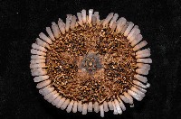 默氏笠海膽藏品圖，第4張