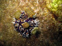 白棘三列海膽藏品圖，第3張