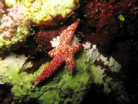 多篩指海星藏品圖，第2張