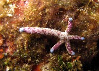 多篩指海星藏品圖，第3張