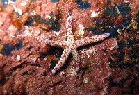 多篩指海星藏品圖，第4張