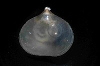 未知種新孔目酸漿貝藏品圖，第2張