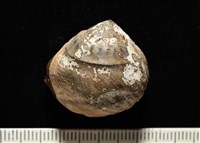 造殼海葵之一種藏品圖，第2張
