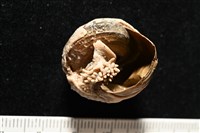 造殼海葵之一種藏品圖，第3張