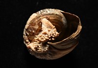 造殼海葵之一種藏品圖，第4張