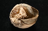 造殼海葵之一種藏品圖，第6張