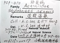 造殼海葵之一種藏品圖，第8張