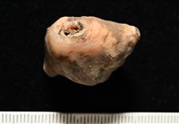 造殼海葵之一種藏品圖，第4張