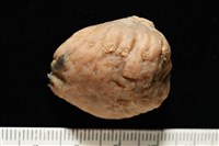 造殼海葵之一種藏品圖，第6張