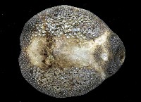 短拉文海膽(暫譯)藏品圖，第2張