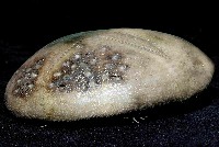 短拉文海膽(暫譯)藏品圖，第3張
