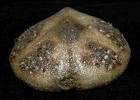 短拉文海膽(暫譯)藏品圖，第4張