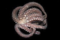 新種章魚TW45藏品圖，第2張