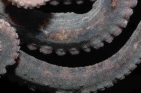 新種章魚TW45藏品圖，第4張