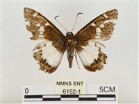 小紋颯弄蝶藏品圖，第1張