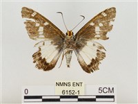 小紋颯弄蝶藏品圖，第2張