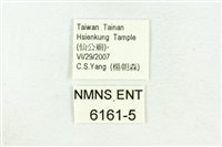 三斑虎灰蝶藏品圖，第3張