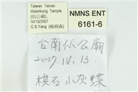 竹蚜灰蝶藏品圖，第3張