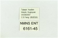 臺灣鐵灰蝶藏品圖，第3張