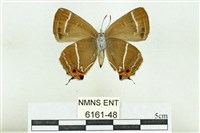 臺灣鐵灰蝶藏品圖，第2張