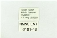 臺灣鐵灰蝶藏品圖，第3張