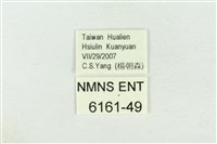 高山鐵灰蝶藏品圖，第3張