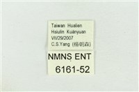 高山鐵灰蝶藏品圖，第3張